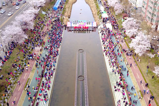 プルグァンチョン(仏光川)桜祭り 写真